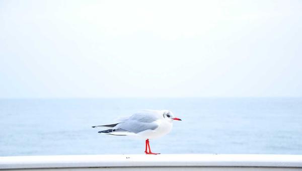 电子游戏策略